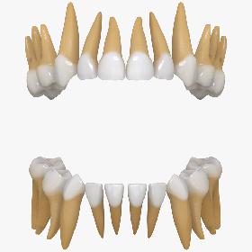 Primary Teeth